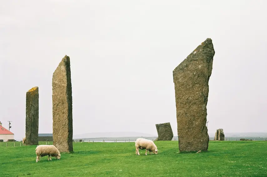 Large Standing Stones of Stenness with sheep in the foreground.