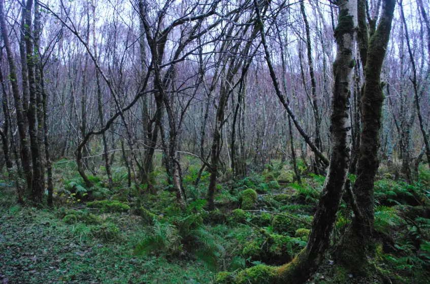 Knapdale Forest