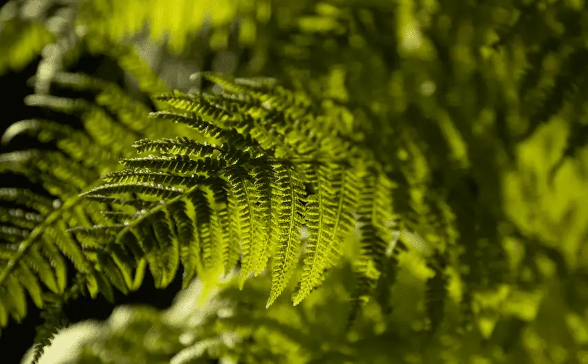 green spaces and parks near Aberdeen