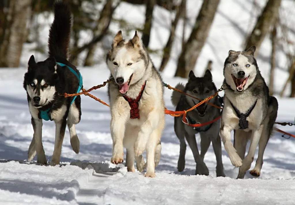 Huskies in the snow