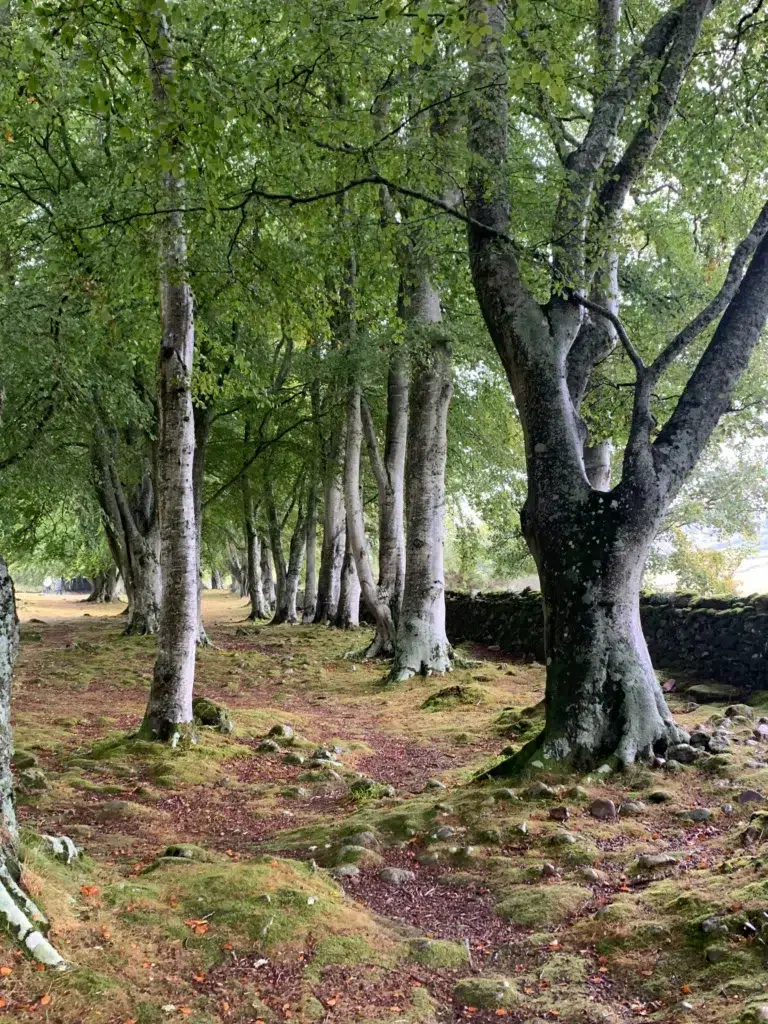 trees in a woodland near Culloden