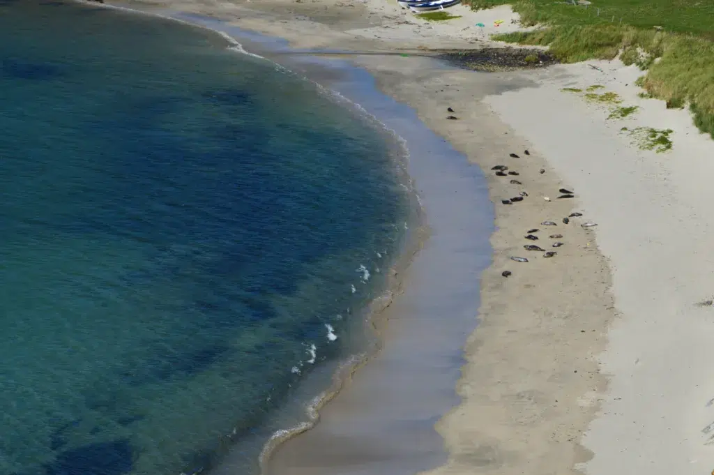 Spiggie Beach